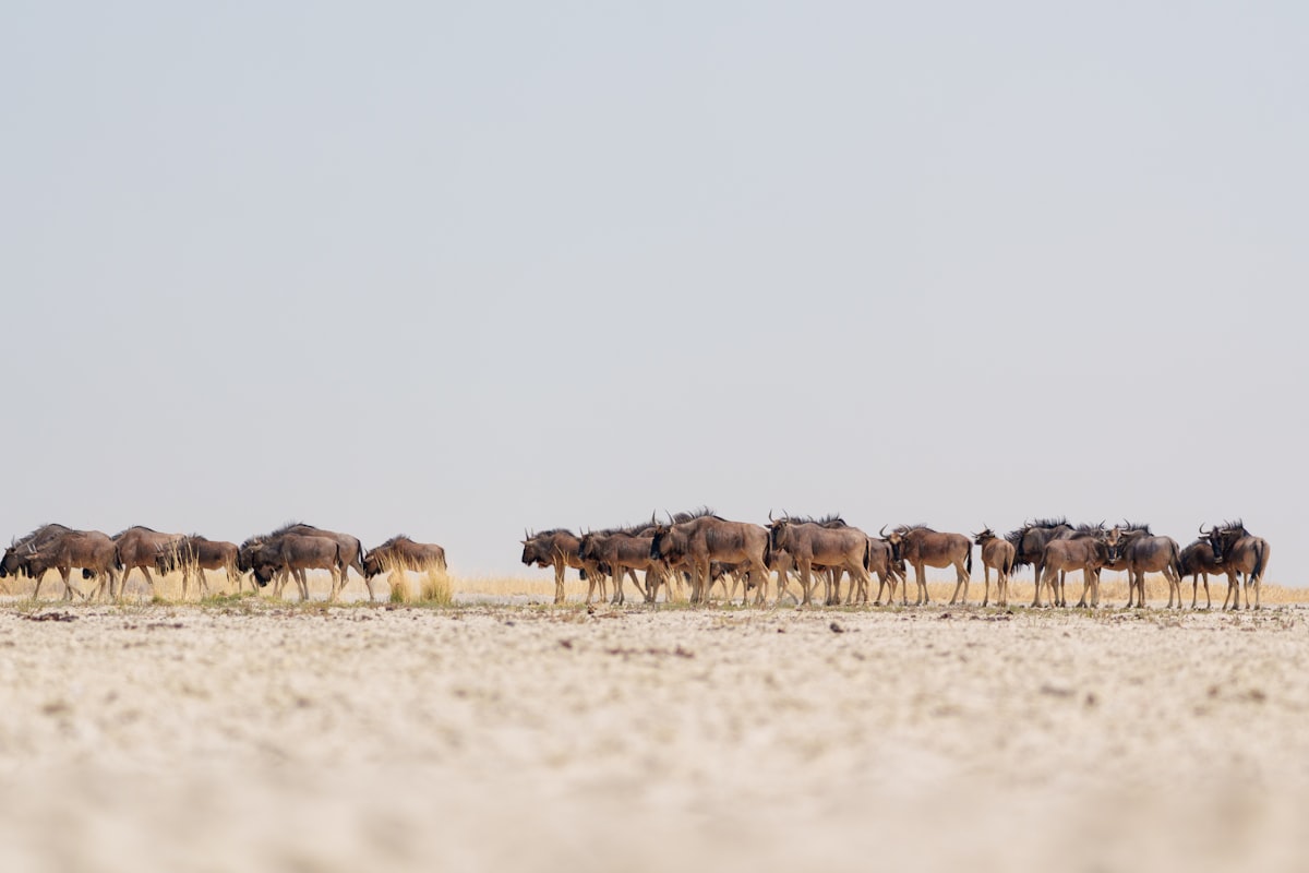 ボツワナの風景
