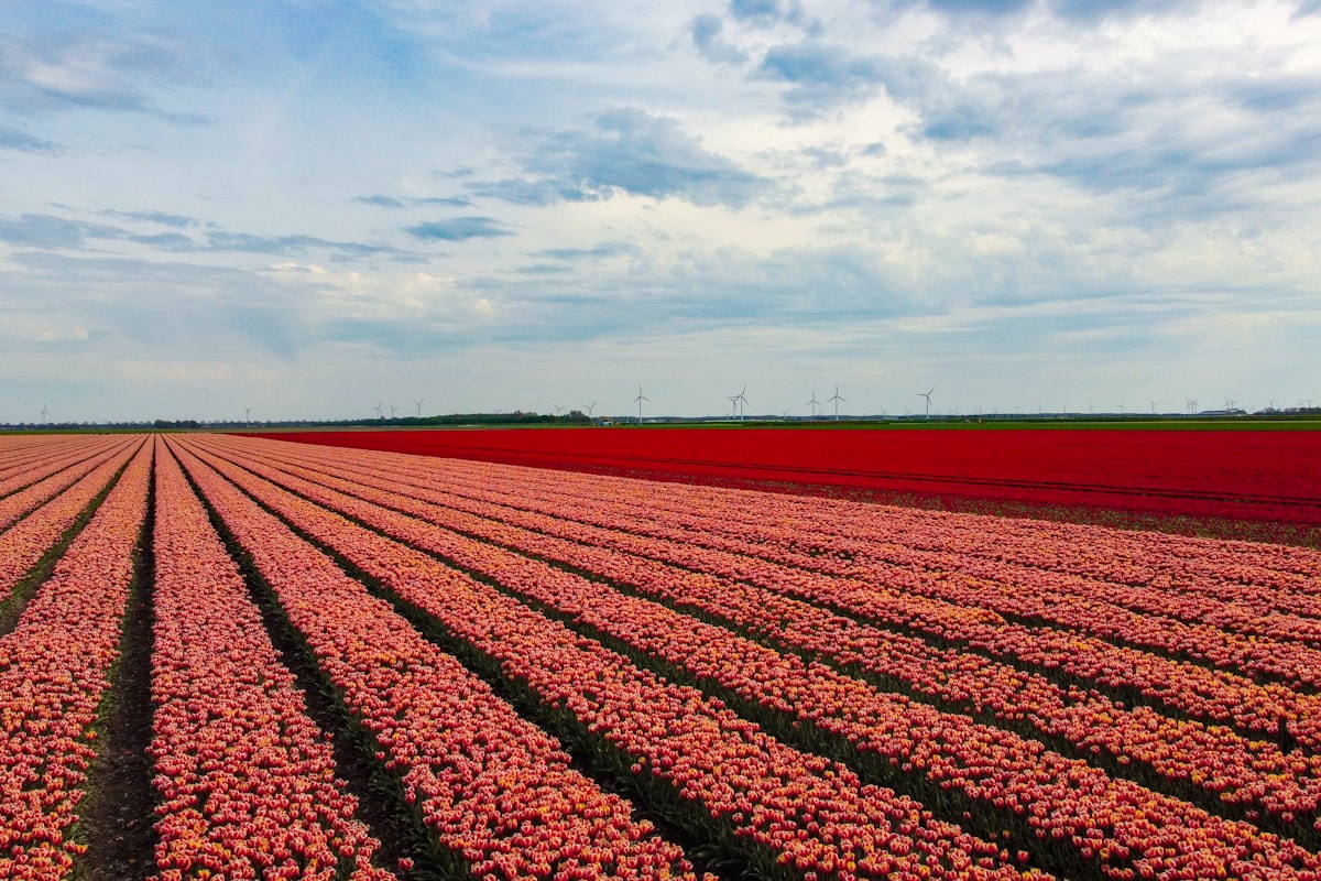 netherlandsの風景