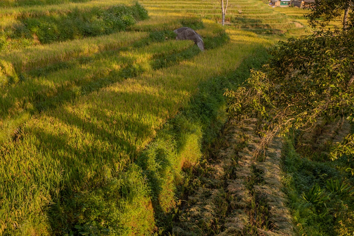 サパの棚田